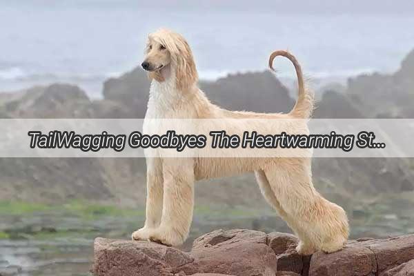 TailWagging Goodbyes The Heartwarming Story of a Dog Who Cant Let Go of Its Furry Family